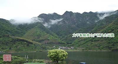 辨別優(yōu)質(zhì)正品太平猴魁.jpg 辨別優(yōu)質(zhì)正品太平猴魁.jpg