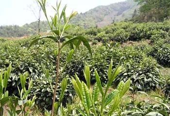 太平猴魁茶是否越新越好.jpg 太平猴魁茶是否越新越好.jpg