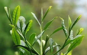 太平猴魁為何沒(méi)有雨前雨后呢.jpg 太平猴魁為何沒(méi)有雨前雨后呢.jpg