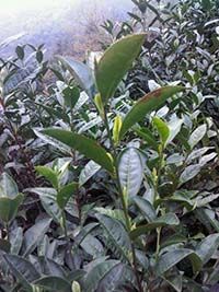 太平猴魁上市時(shí)間.jpg 太平猴魁上市時(shí)間.jpg