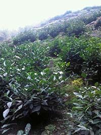 1471597415829523.jpg 太平猴魁上市時間基本有定數(shù)1.jpg