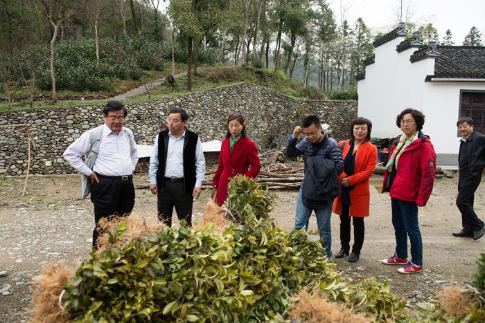 劉平均一行視察六百里茶園基地.jpg 劉平均一行視察六百里茶園基地.jpg