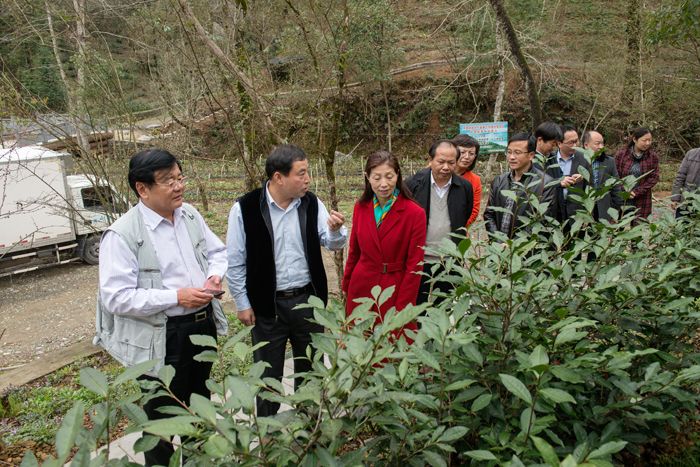 劉平均一行視察六百里茶園基地.jpg 劉平均一行視察六百里茶園基地.jpg