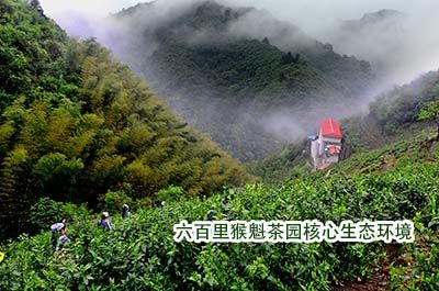 1471250951468357.jpg 六百里猴魁馳名品牌1.jpg