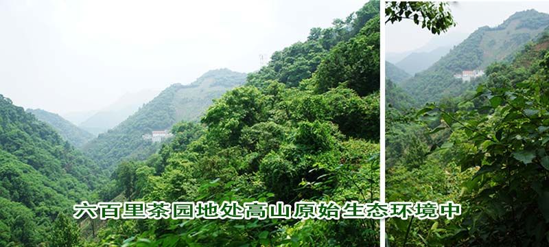 大師詠詩盛贊六百里太平猴魁.jpg 大師詠詩盛贊六百里太平猴魁.jpg